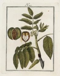 Die Walnuss. Die Welt in Bildern. Band 3. Baumeister