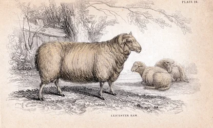 Dishley New Leicester Widder, ca. 1840