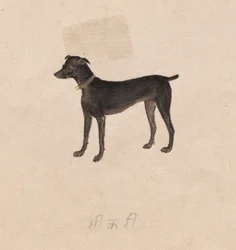 Hund, 1800er Jahre