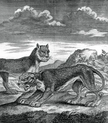 Ostindischer Leopard, 1750