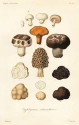 Essbare Pilze