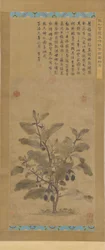 Aubergine, Ming-Dynastie