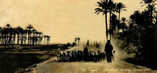 Ägypten - Hirte treibt heimwärts, ca. 1918-1939