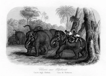 Elefantenjagd, Indien
