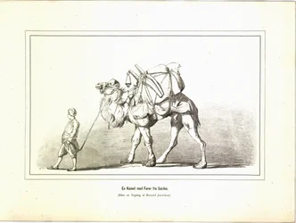 Ein Kamel mit Führer aus Sardes. Illustration aus dem Buch Brogede rejsebilleder von Jerichau-Baumann, Elisabeth und veröffentlicht von Forlagsbureauet (Kopenhagen, 1881)