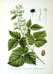 Europäische Brombeere, 1893