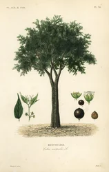 Europäischer Zürgelbaum, Mittelmeer-Hackbeere, Lotebaum oder Honigbeere, Celtis australis