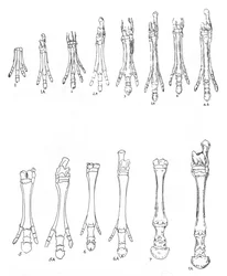 Evolution des Pferdes, ca. 1920