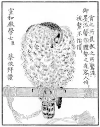 Falke, 1886