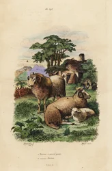 Fettschwanzschaf, Ovis aries 1, und Merinoschaf, Ovis aries 2
