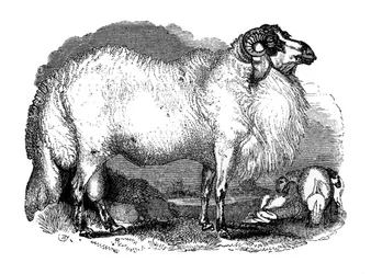 Fettschwanzschafe aus Syrien, 1848