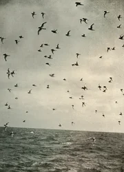 Flug der Antarktischen Sturmtaucher, ca. 1908, 1909