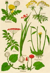 Blumen: Löwenzahn, Kümmel, Holunder, Knoblauch, Huflattich, Ingwerwurzel, ca. 1940