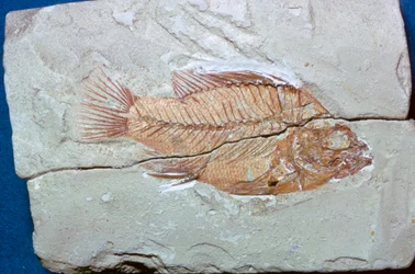 Fossil eines Fisches