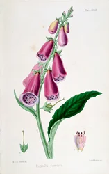 Fingerhut (Digitalis purpurea), 19. Jahrhundert