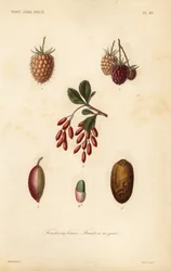 Früchte, Nüsse und Beeren
