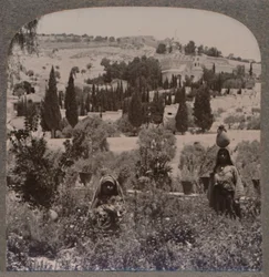 Garten von Gethsemane und Ölberg von den griechischen Gärten, um 1900