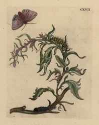 Gartenmelde, Atriplex hortensis, mit Motte, Raupe und Puppe