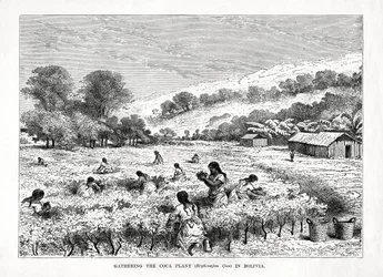 Ernte der Coca-Pflanze Erythroxylum coca in Bolivien, 1877