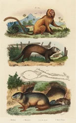 Goldener Löwenaffe, Leontopithecus rosalia, gefährdet 1, Alpenmurmeltier, Marmota marmota 2 und Bau, und Frettchen oder Iltis, Mustela putorius 3