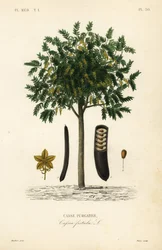 Goldregenbaum, Cassia fistula