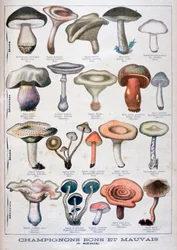 Gute und schlechte Pilze, 1896