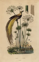 Großer Paradiesvogel, Paradisaea apoda, und Papyrusgras, Cyperus papyrus