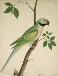 Grüner Papagei, ca. 1820