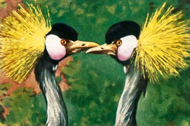 Grauhals-Kronenkraniche, ca. 1928