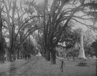 Hängendes Moos auf Lebenseiche, Savannah, Georgia, um 1897