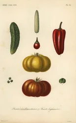 Kräuter und Gemüse