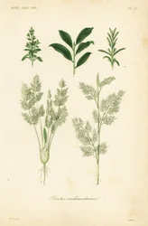 Kräuter