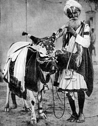 Hindu-Kuh mit heiliger Kuh, Indien, 1936