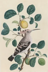 Wiedehopf auf einem Zitrusbaumzweig, ca. 1800