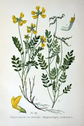 Hufeisenklee, 1893