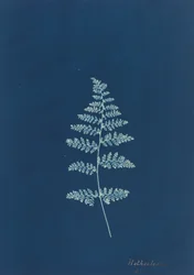 Hothocleana