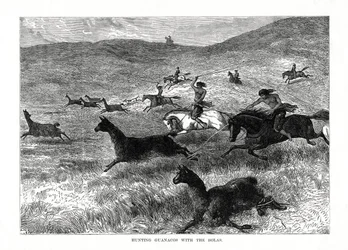 Jagd auf Guanakos mit der Bolas, Südamerika, 1877