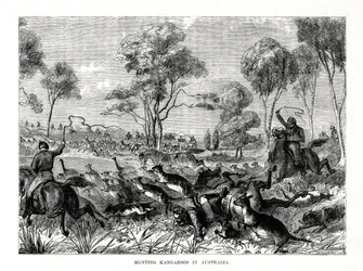 Kängurujagd, Australien, 1877