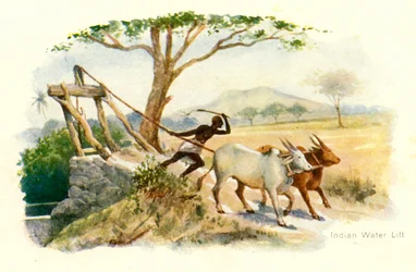 Indischer Wasserheber