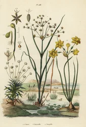 Gelenkbinse, Juncus articulatus, Krötenbinse, Juncus bufonius, Pfeifenblume, Paepalanthus dendroides, und Jonquille, Narcissus jonquilla