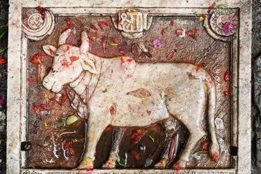 Kamdhenu, heilige Kuh, Shesh Narayana, Nepal