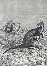 Känguru, 1924