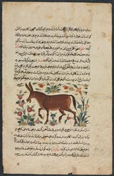 Khar Ass, aus einem Nuzhat-nama-yi alai Exzellentes Buch des Rates..., 1400er