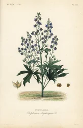 Läusekraut oder Stephanskraut, Delphinium staphisagria