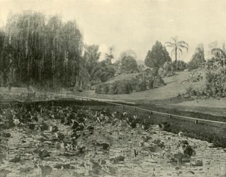 Seerosenteich, Botanische Gärten Brisbane, 1901