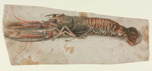 Hummer, 1600er Jahre