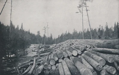 Holzfällerei, 1924