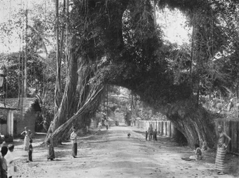 Malerischer alter Feigenbaum Ficus indica an der Straße Colombo-Galle bei Kalutara, 1926