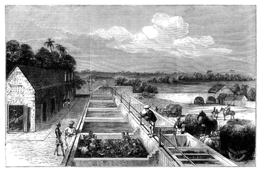 Indigoherstellung in Tirhoot Muzaffarpur, Unterbengalen, 1869