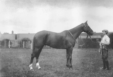 Mount Prospects Fortune, 1911